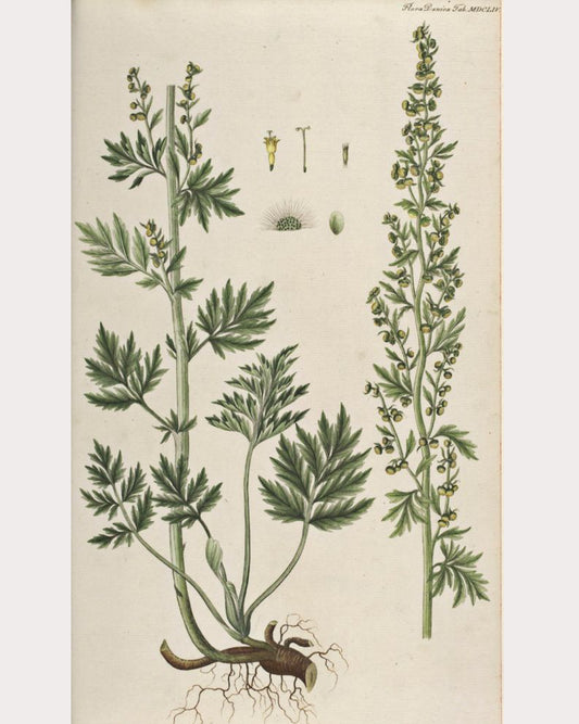 Wormwood