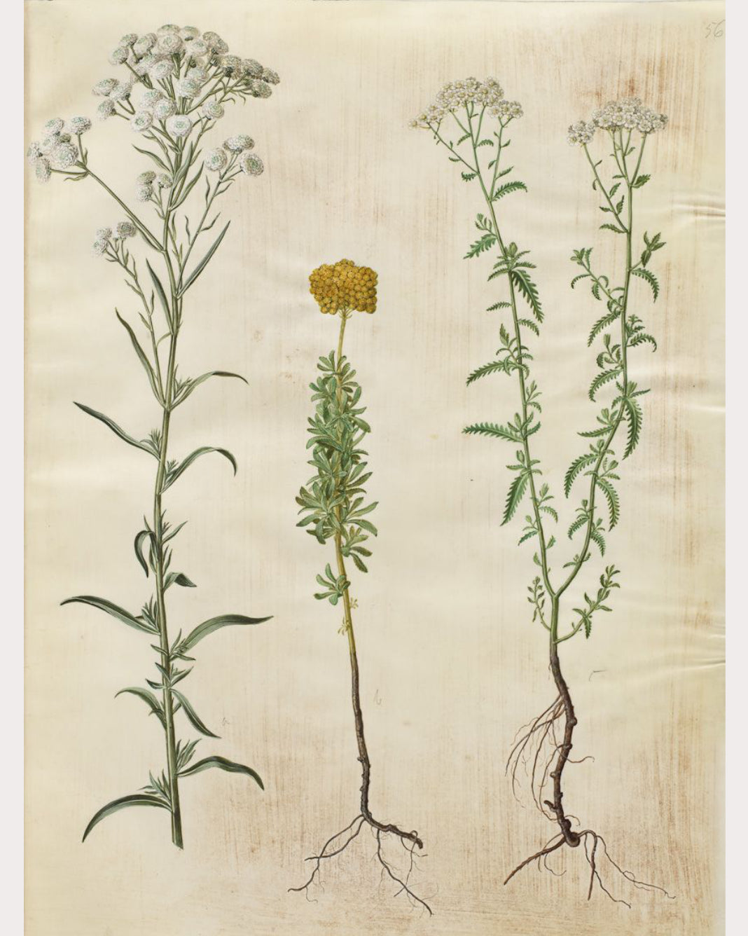 Yarrow