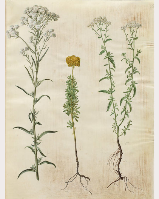 Yarrow