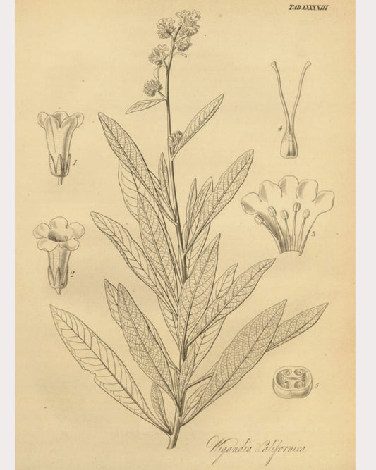 Yerba Santa
