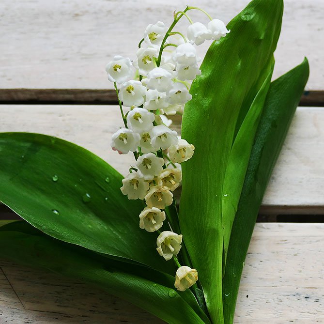 Lily of the Valley Oil