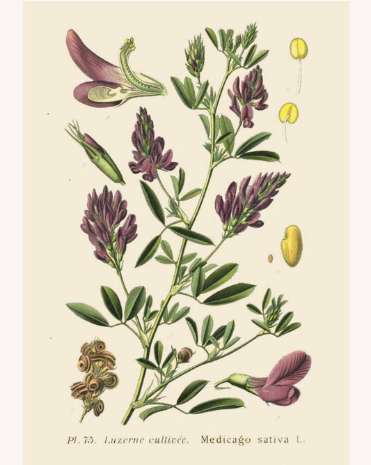 Antique botanical illustration of an alfalfa plant with pale purple flowers. 