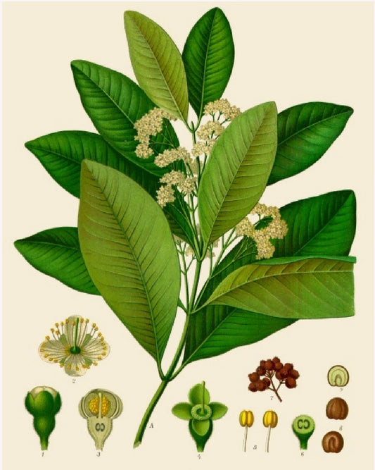 Antique botanical illustration of an allspice plant in bloom. 
