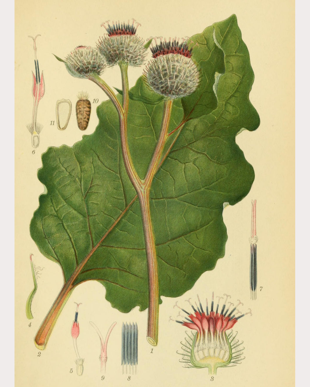 Burdock Root Spiritus Arcanum