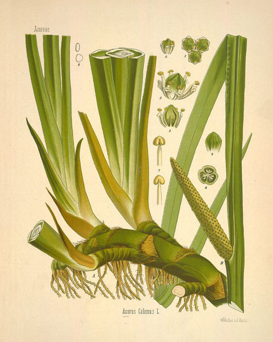 Calamus