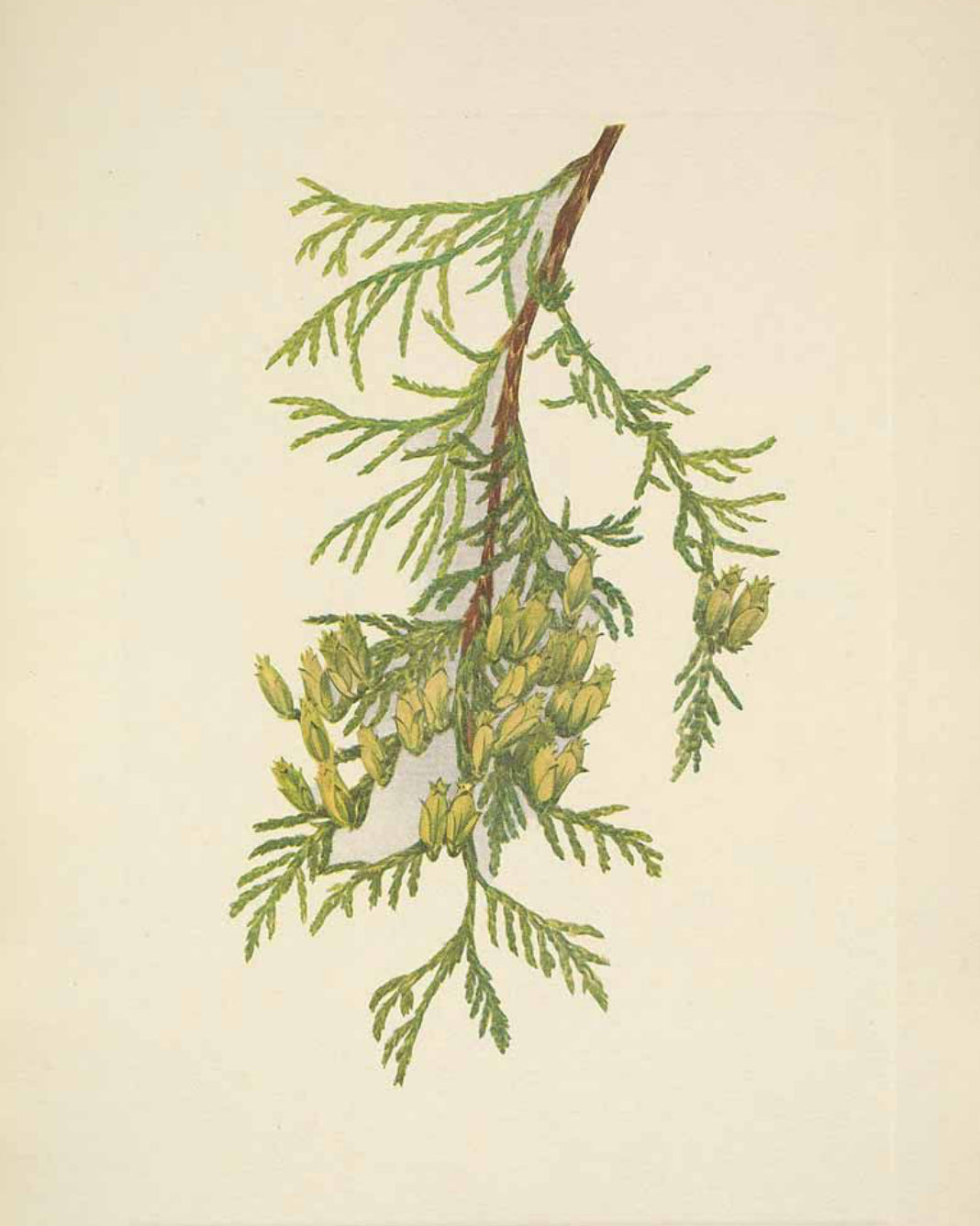 Cedar Tips | Spiritus Arcanum