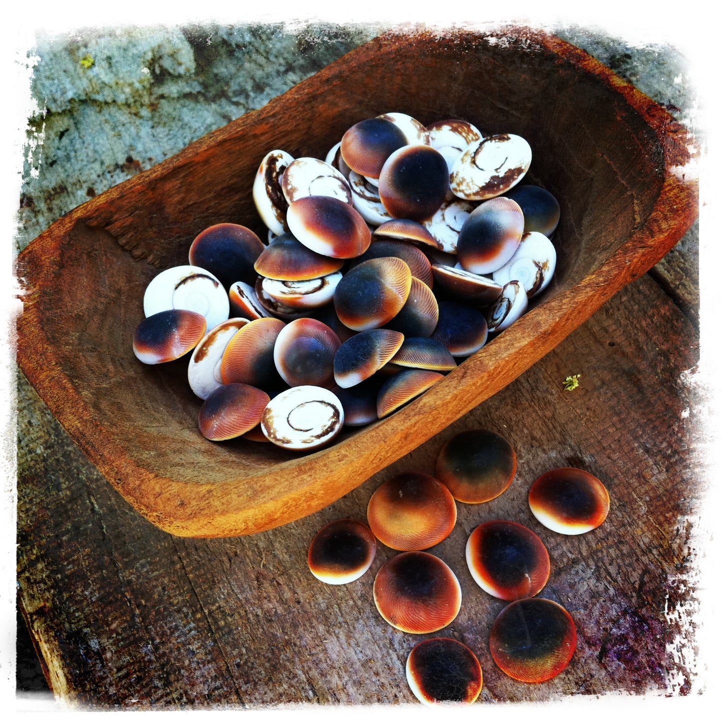 Cat's Eye Shells