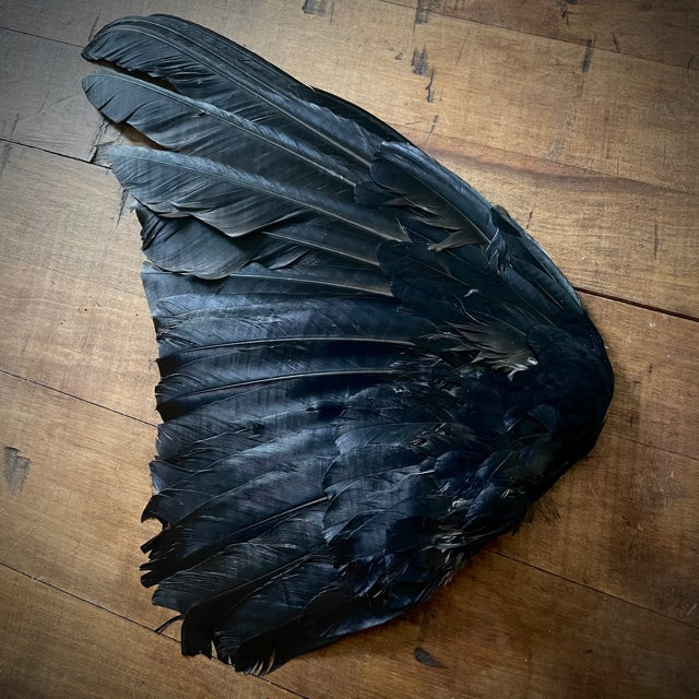 Carrion Crow Wing