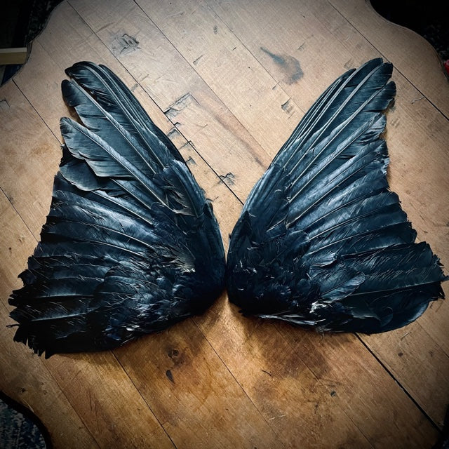 Carrion Crow Wing