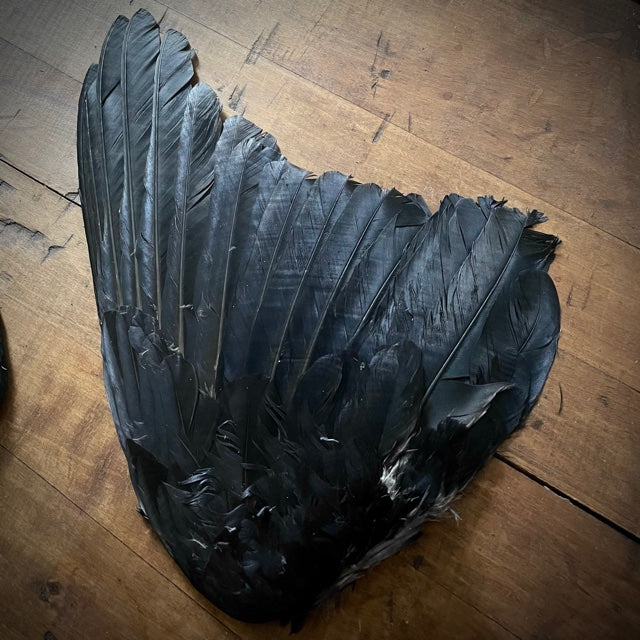 Carrion Crow Wing