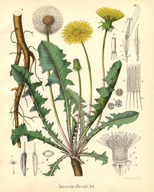 Dandelion Root