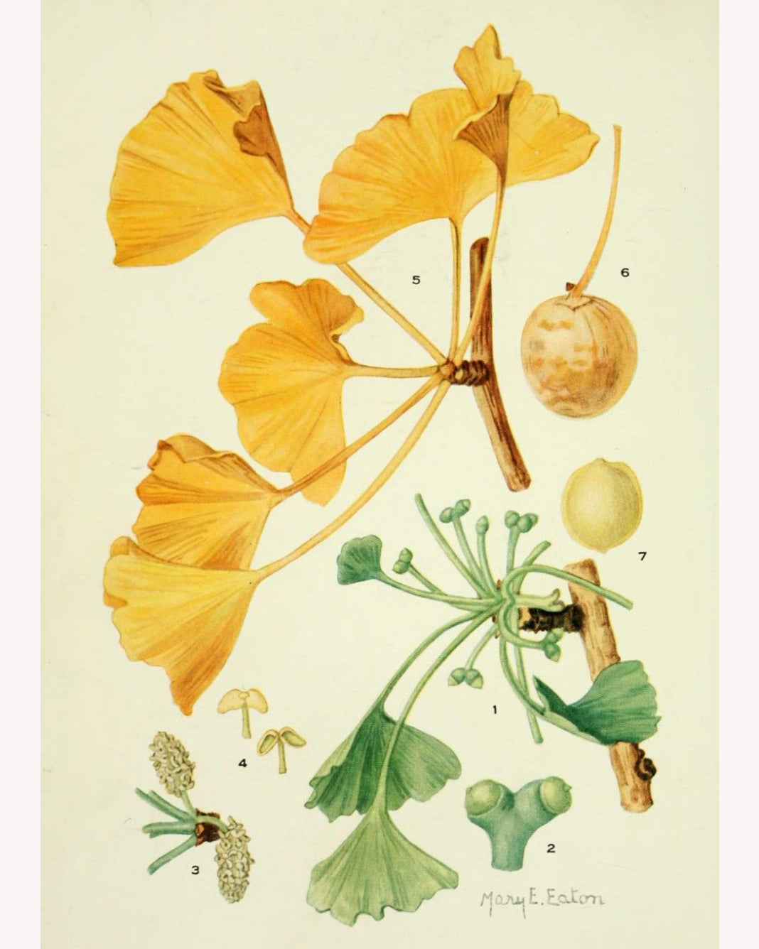 Antique botanical illustration showing the nuts and fan-shaped leaves of the ginko tree, including their golden autumn color.