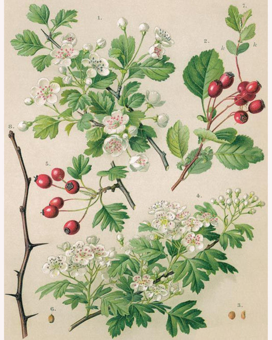 Antique botanical illustration showing the foliage, white flowers, red berries and sharp thorns of the hawthorn tree.