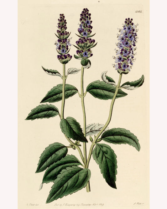 Antique botanical illustration of the hyssop plant, showing its gently serrated leaves and tall purple flower stalks. 