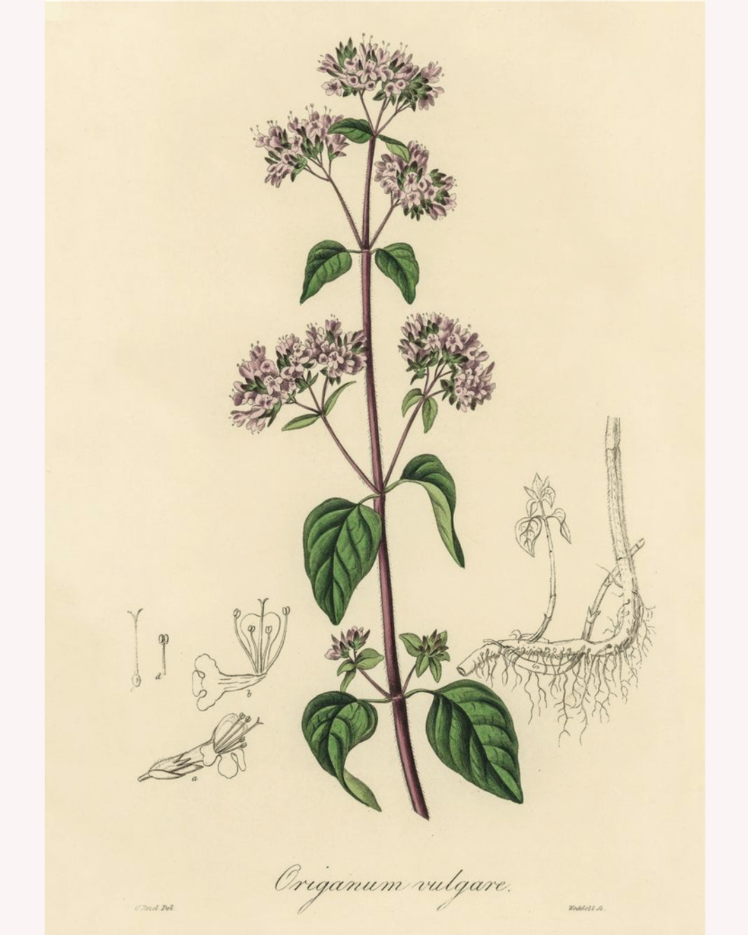 Marjoram